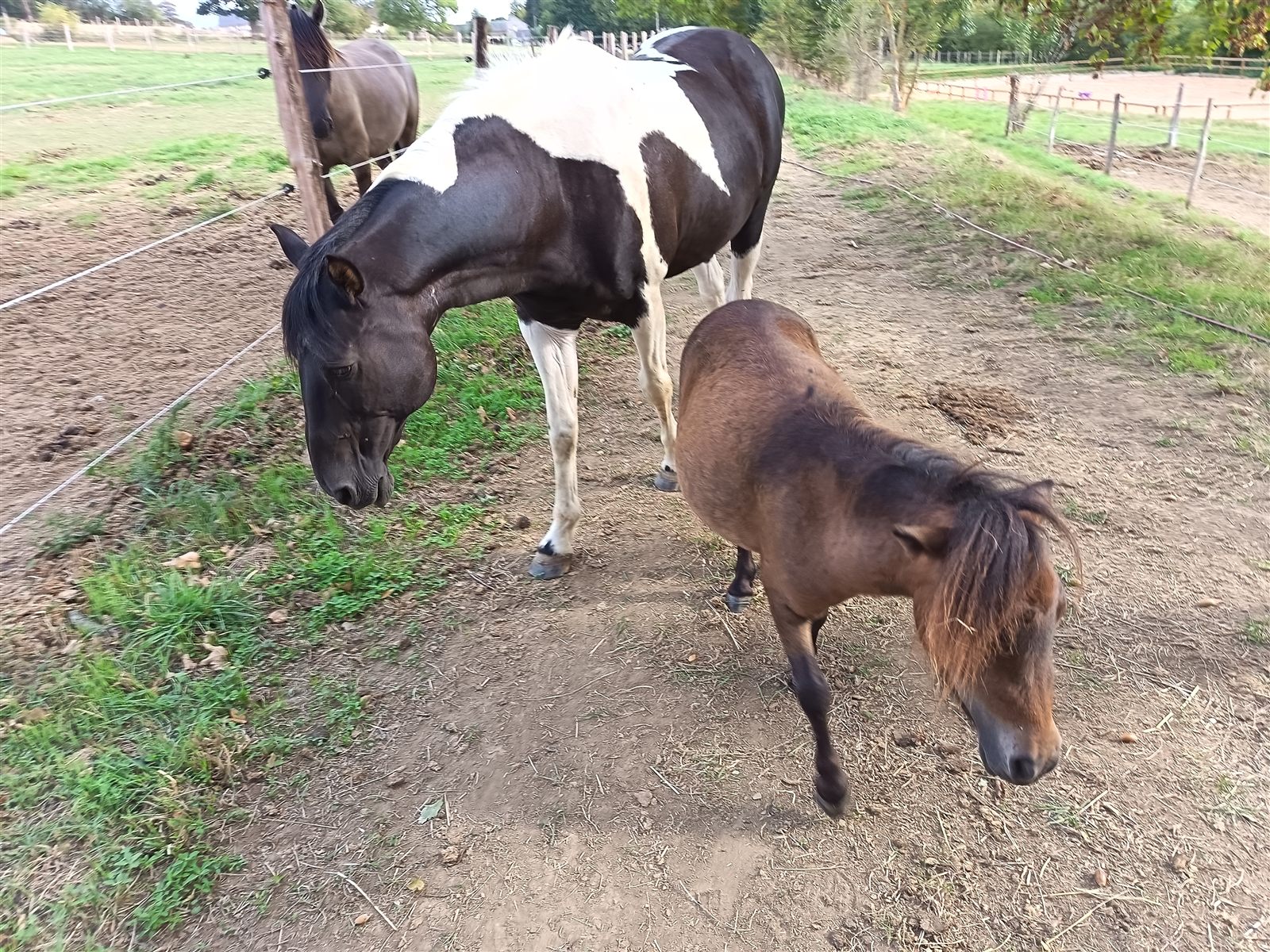 Complicité entre un cheval et un poney au pré