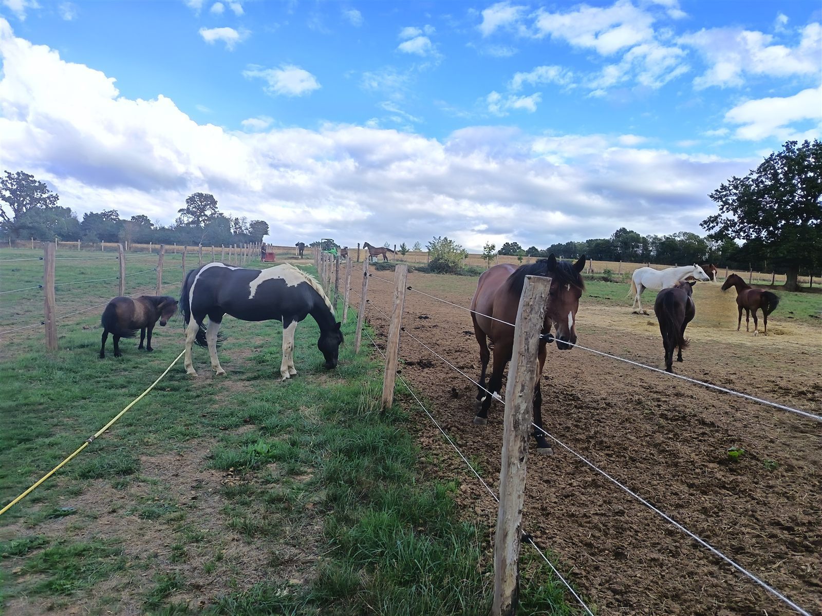 Chevaux se dirigeant vers la balle de foin